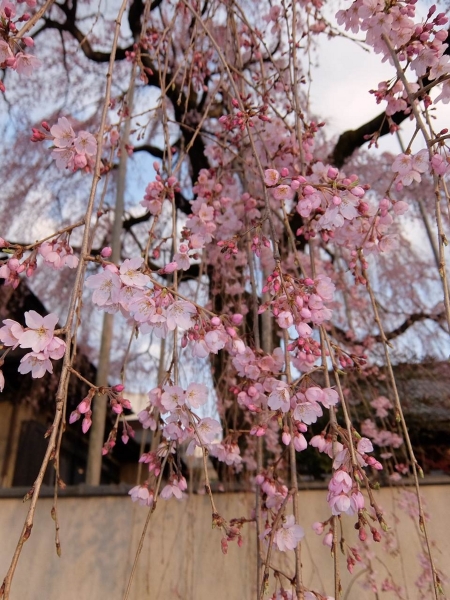 髙楽寺の枝垂れ桜