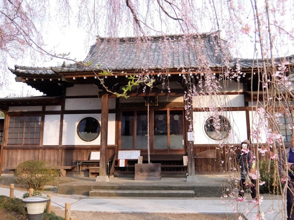 髙楽寺の枝垂れ桜