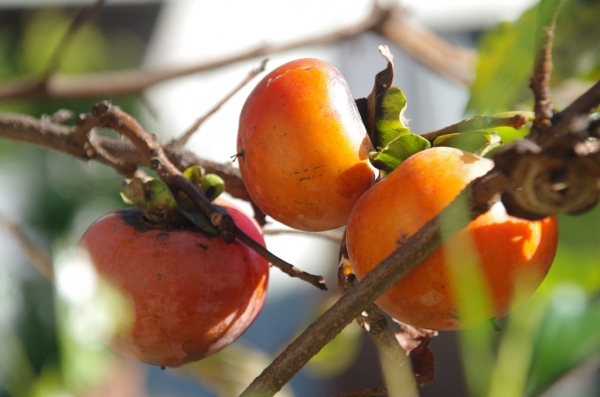 柿の実の収穫 IMGP3494