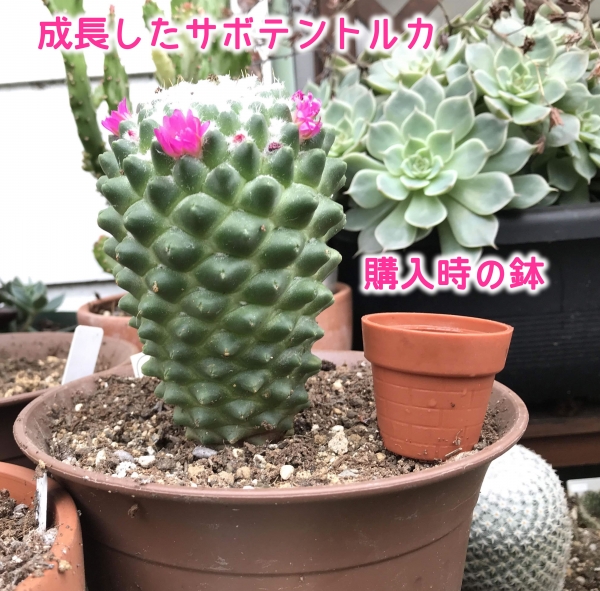 キャンドゥで買ったサボテントルカ IMG_5603 - paint