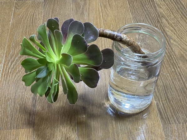 カシミアバイオレット(カシミヤバイオレット) IMG_5029