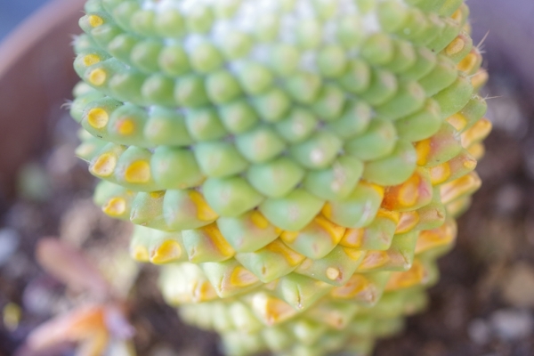 サボテン トルカの凍結 IMGP0192