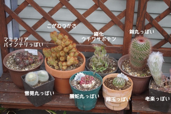 100均で買ったサボテン軍団(ダイソー&キャンドゥ) IMGP0627