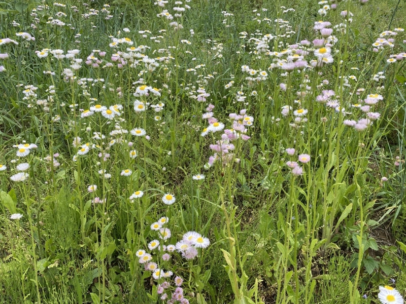 貧乏草 ハルジオン