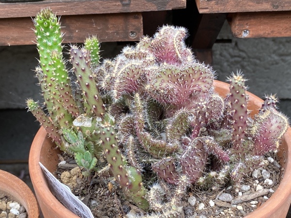 ダイソー産のサボテン