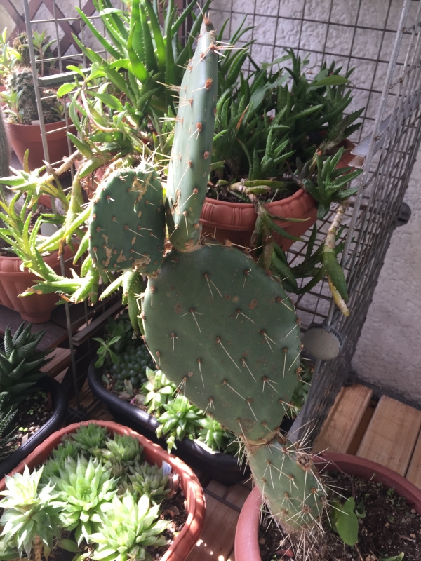 ダイソー産サボテン 大丸盆