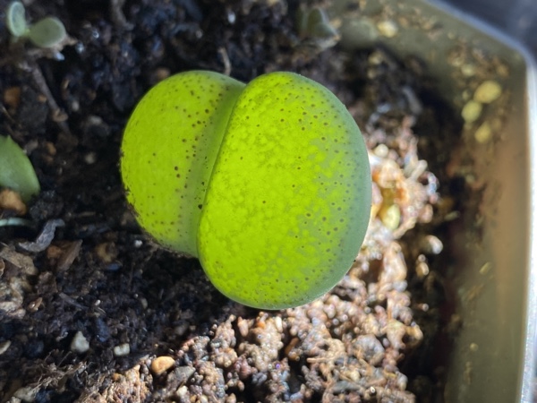 メセン(リトープス) アルビニカ