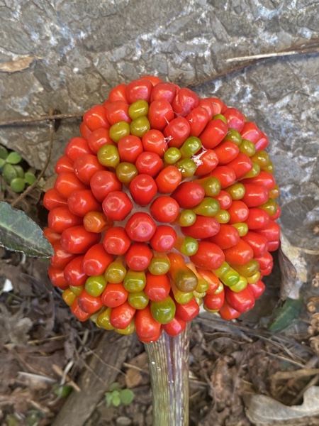 秋のサボテン アケルシア綴化&大丸盆発根