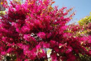 鮮やかなトキワマンサク