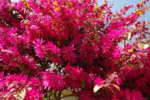 鮮やかなトキワマンサク