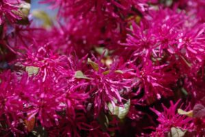 鮮やかなトキワマンサク