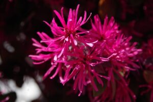 鮮やかなトキワマンサク