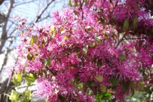 色の薄いベニバナトキワマンサク