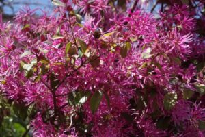 色の薄いベニバナトキワマンサク