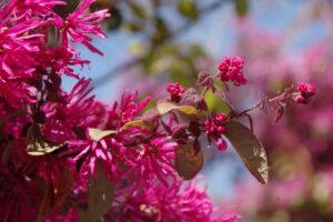 鮮やかなトキワマンサク