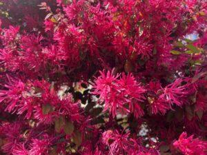 鮮やかなトキワマンサク