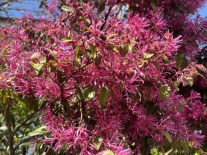 色の薄いベニバナトキワマンサク