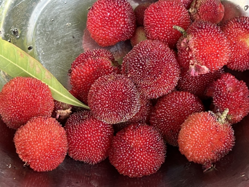 ヤマモモの実収穫