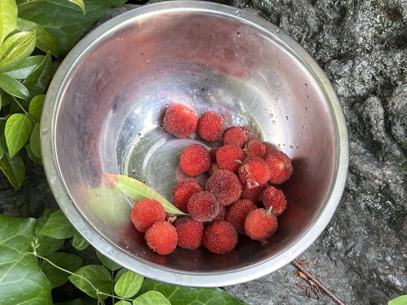 ヤマモモの実収穫