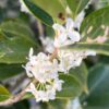 ヒイラギモクセイの花