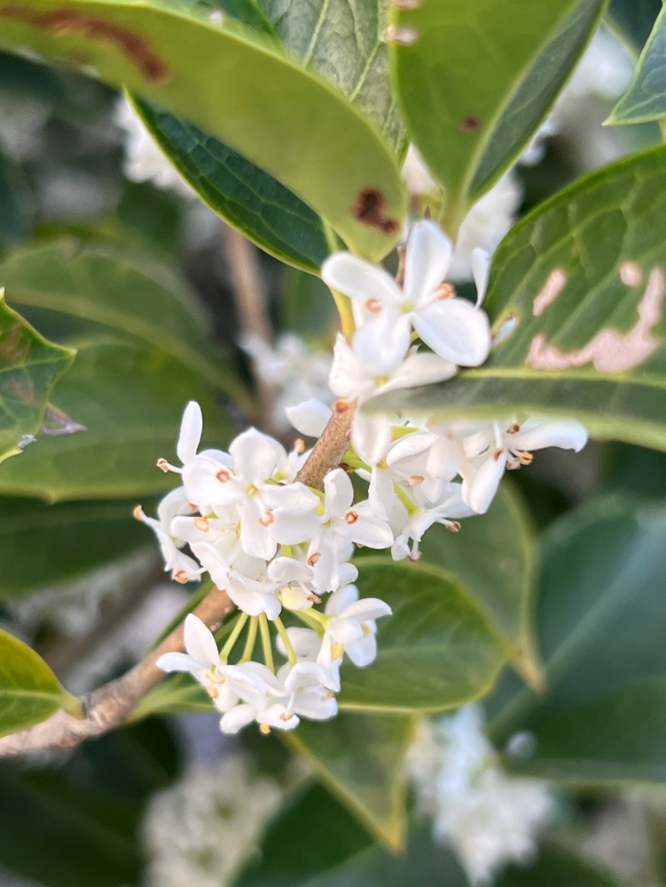 ヒイラギモクセイの花