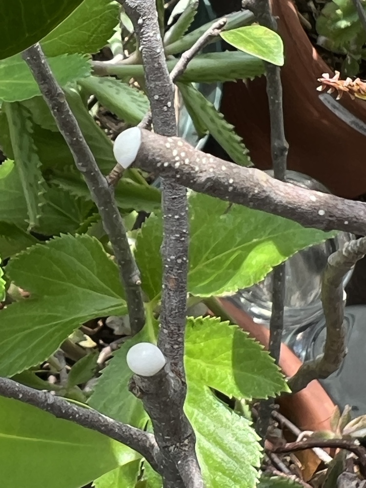 ガジュマルの木